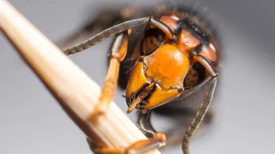 Avispa asiática Avispa asiática