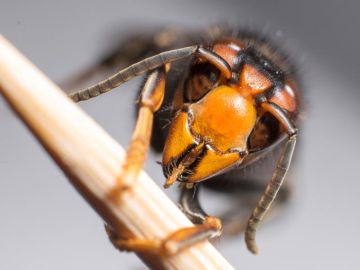 Avispa asiática Avispa asiática