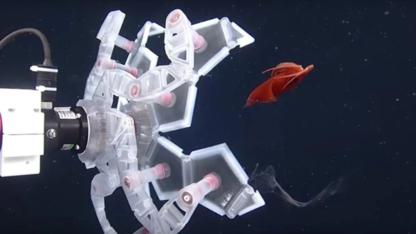 Se inspiran en el origami para capturar sin daño frágiles seres marinos Se inspiran en el origami para capturar sin daño frágiles seres marinos