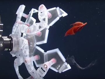 Se inspiran en el origami para capturar sin daño frágiles seres marinos Se inspiran en el origami para capturar sin daño frágiles seres marinos