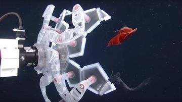 Se inspiran en el origami para capturar sin daño frágiles seres marinos