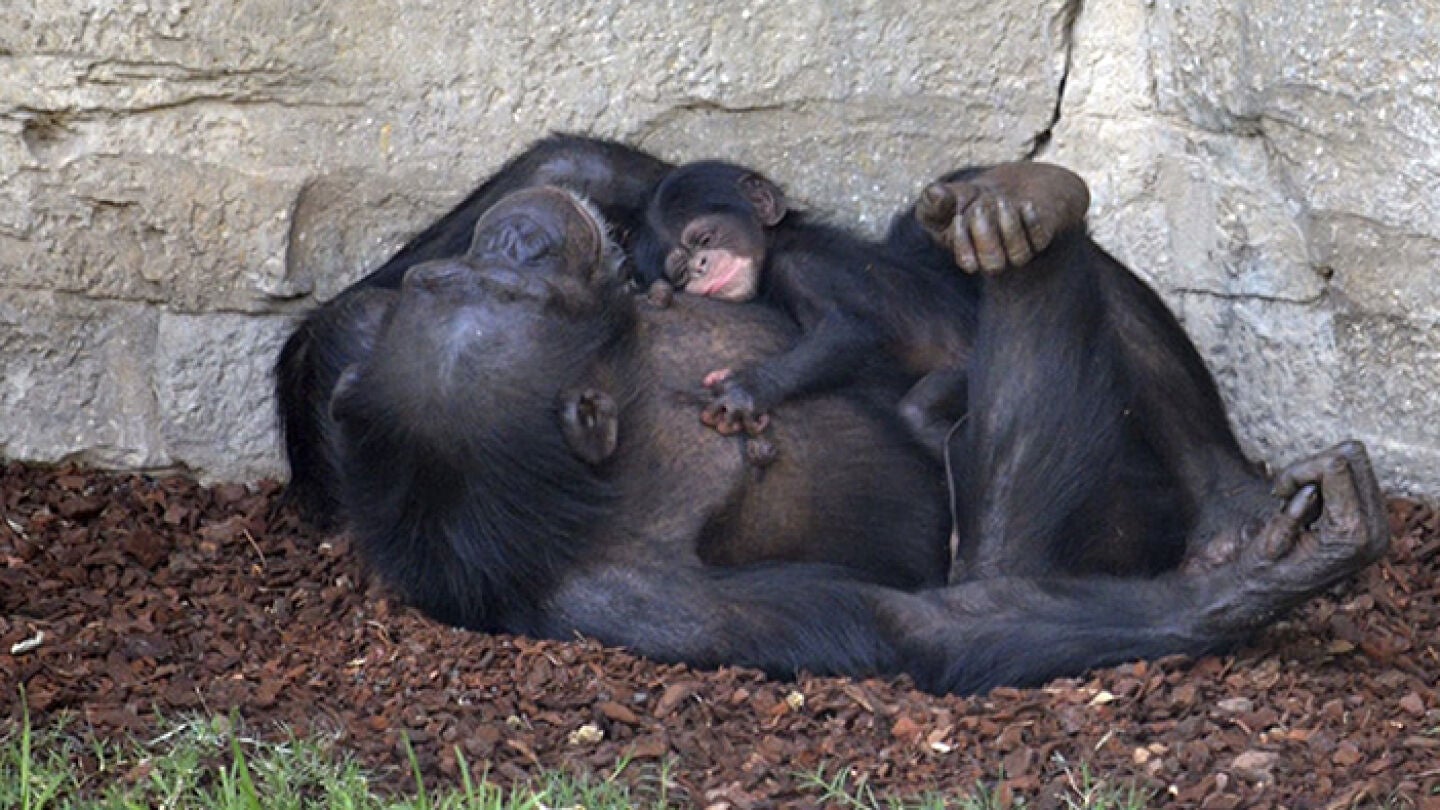 Cr&iacute;a de chimpanc&eacute; reci&eacute;n nacida en el Bioparc de Valencia
