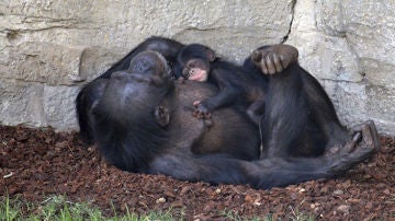 Cría de chimpancé recién nacida en el Bioparc de Valencia