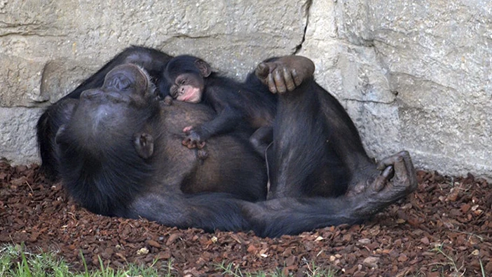 Cría de chimpancé recién nacida en el Bioparc de Valencia