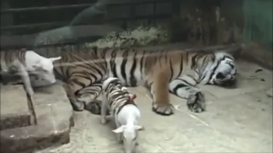 Los cerdigres: el trampantojo animal Los cerdigres: el trampantojo animal