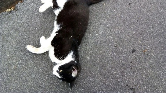 Imagen de un gato Imagen de un gato