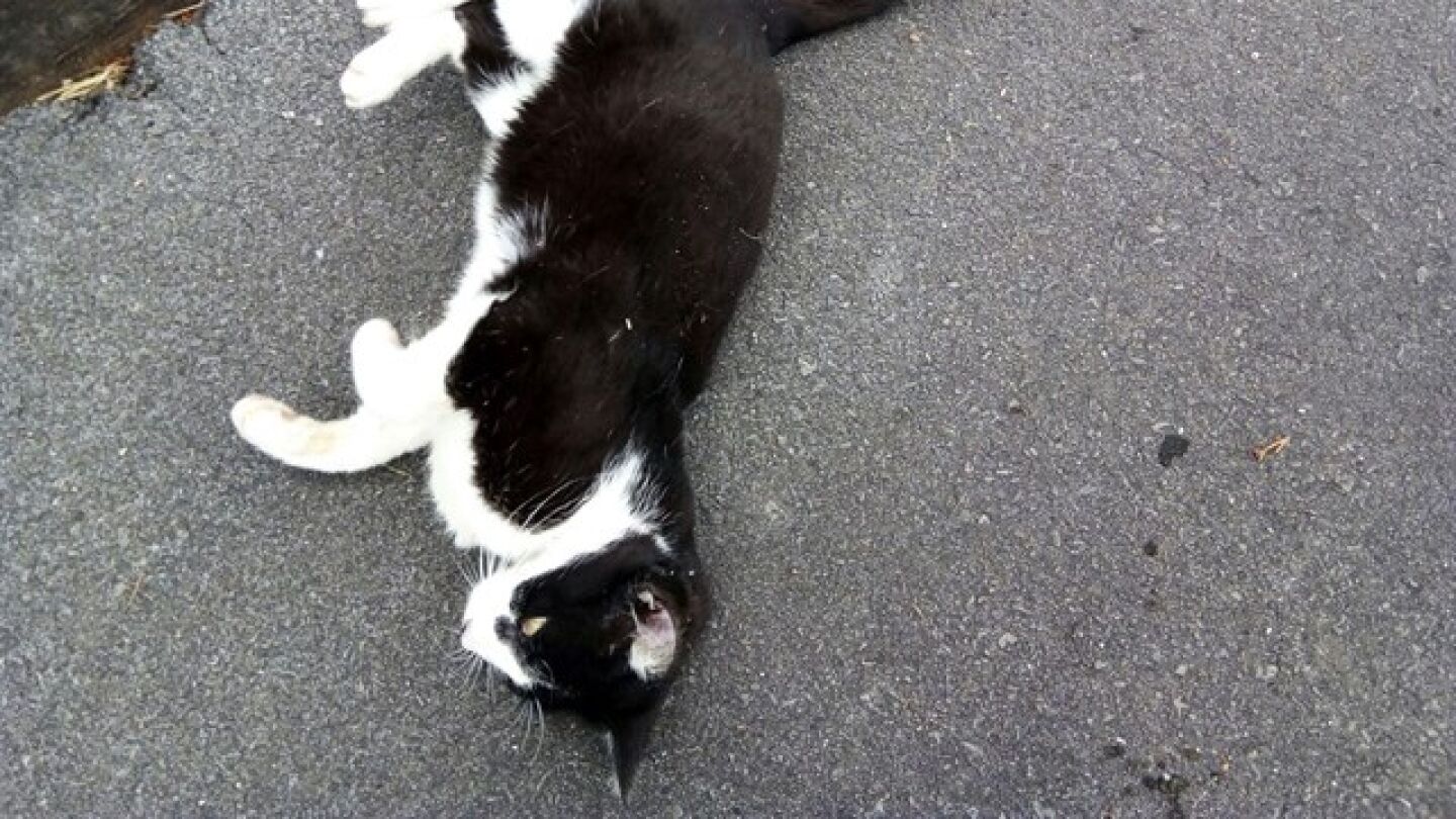 Imagen de un gato