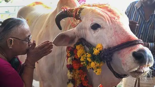 Las vacas son consideradas sagradas en la religión hindú Las vacas son consideradas sagradas en la religión hindú