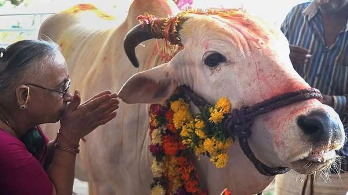 Las vacas son consideradas sagradas en la religión hindú Las vacas son consideradas sagradas en la religión hindú