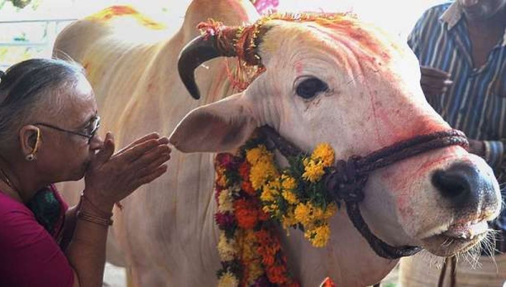 Las vacas son consideradas sagradas en la religión hindú