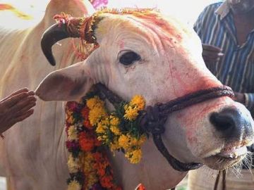 Las vacas son consideradas sagradas en la religión hindú Las vacas son consideradas sagradas en la religión hindú