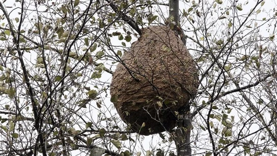 Imagen de archivo de un enjambre de avispas en Galicia Imagen de archivo de un enjambre de avispas en Galicia