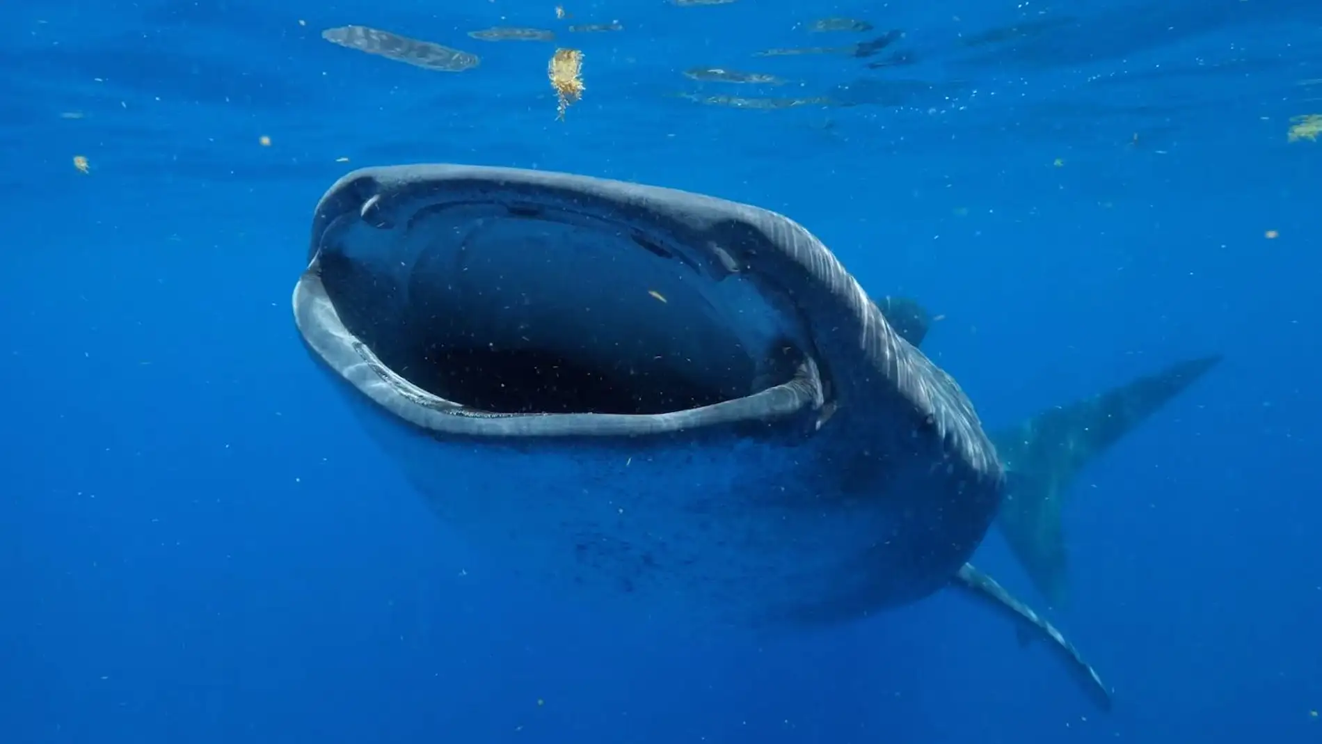 El tiburon ballena puede alcanzar los 130 anos de vida