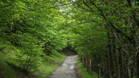 ¿Cuál es la mejor época del año para hacer el Camino de Santiago? planificación