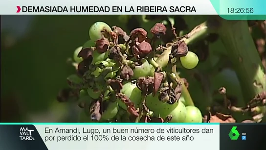 viña viña