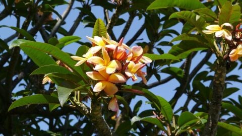 Isla de las Flores