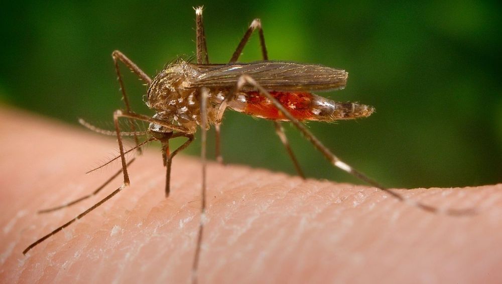 El mosquito 'Aedes japonicus'