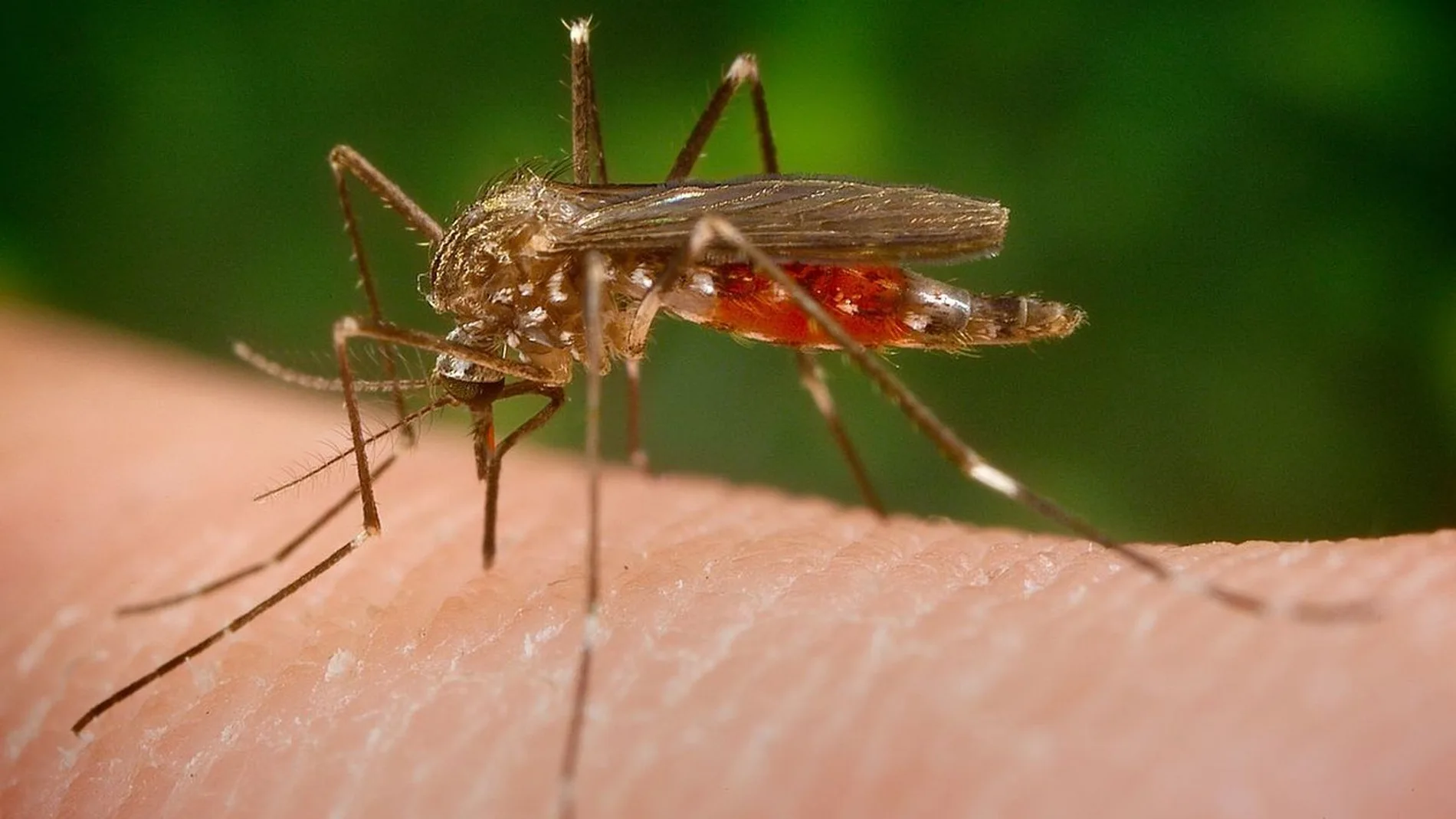 El mosquito 'Aedes japonicus'