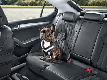 Tu mascota en el coche Tu mascota en el coche