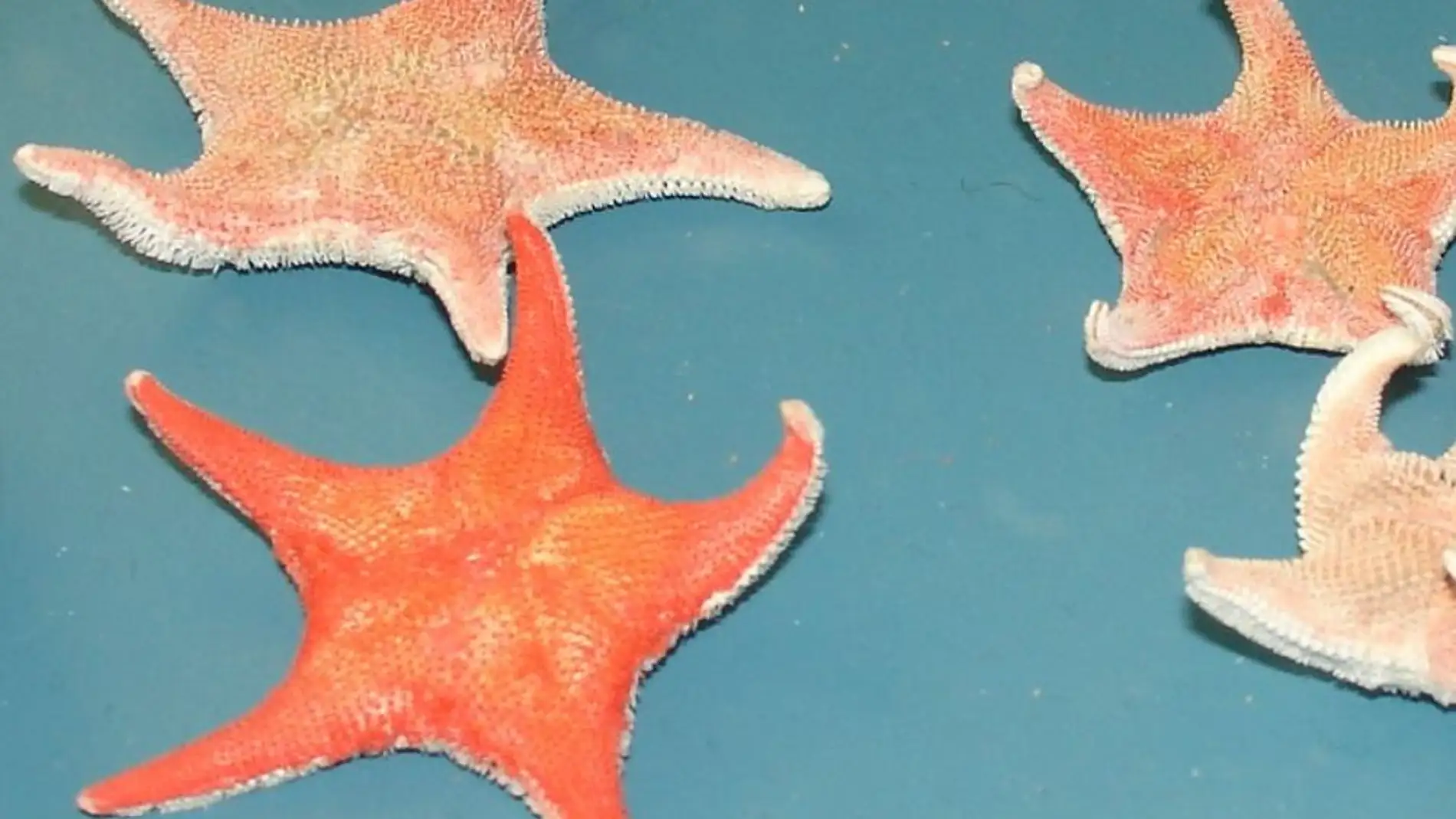 Estrella de mar Odontaster validus