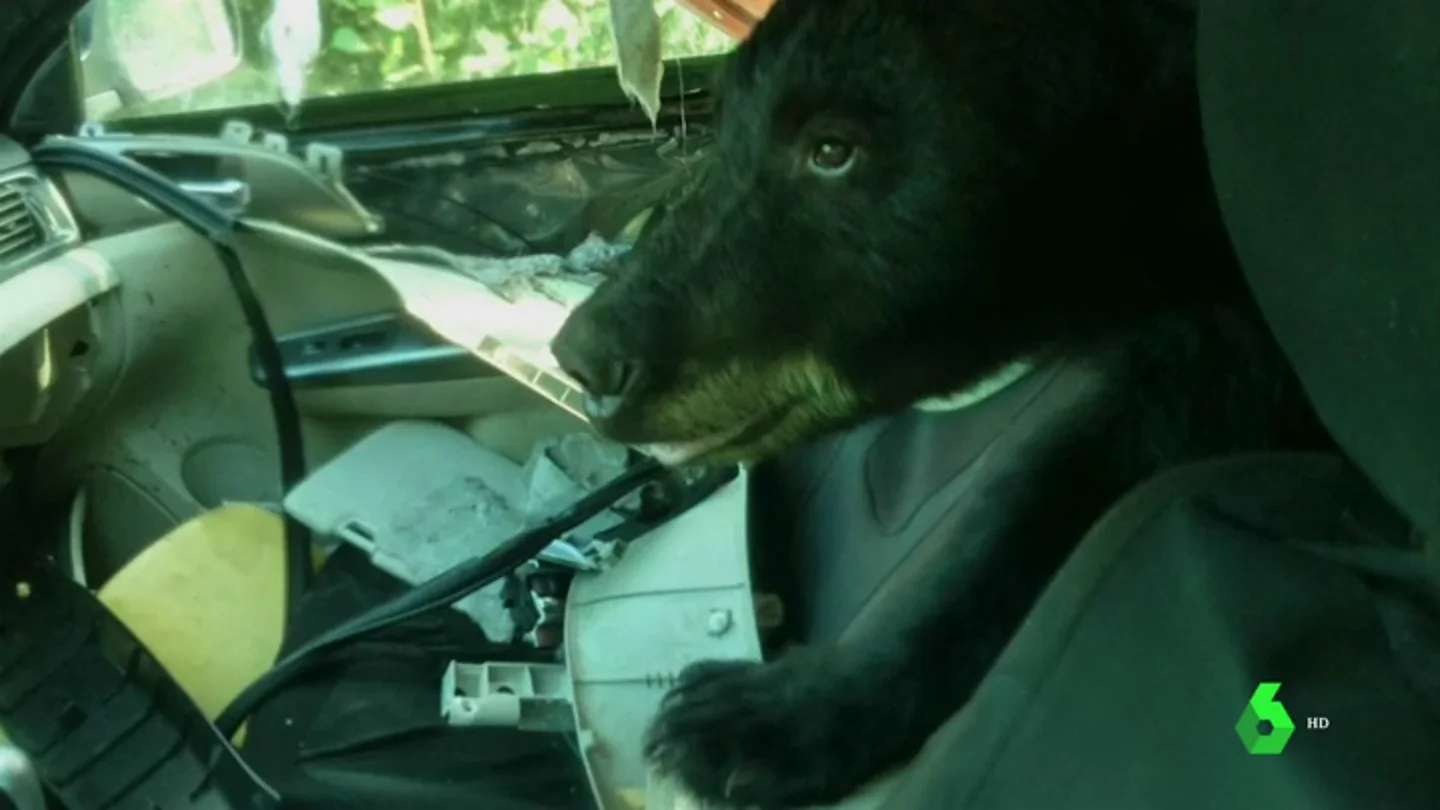 oso pardo oso pardo
