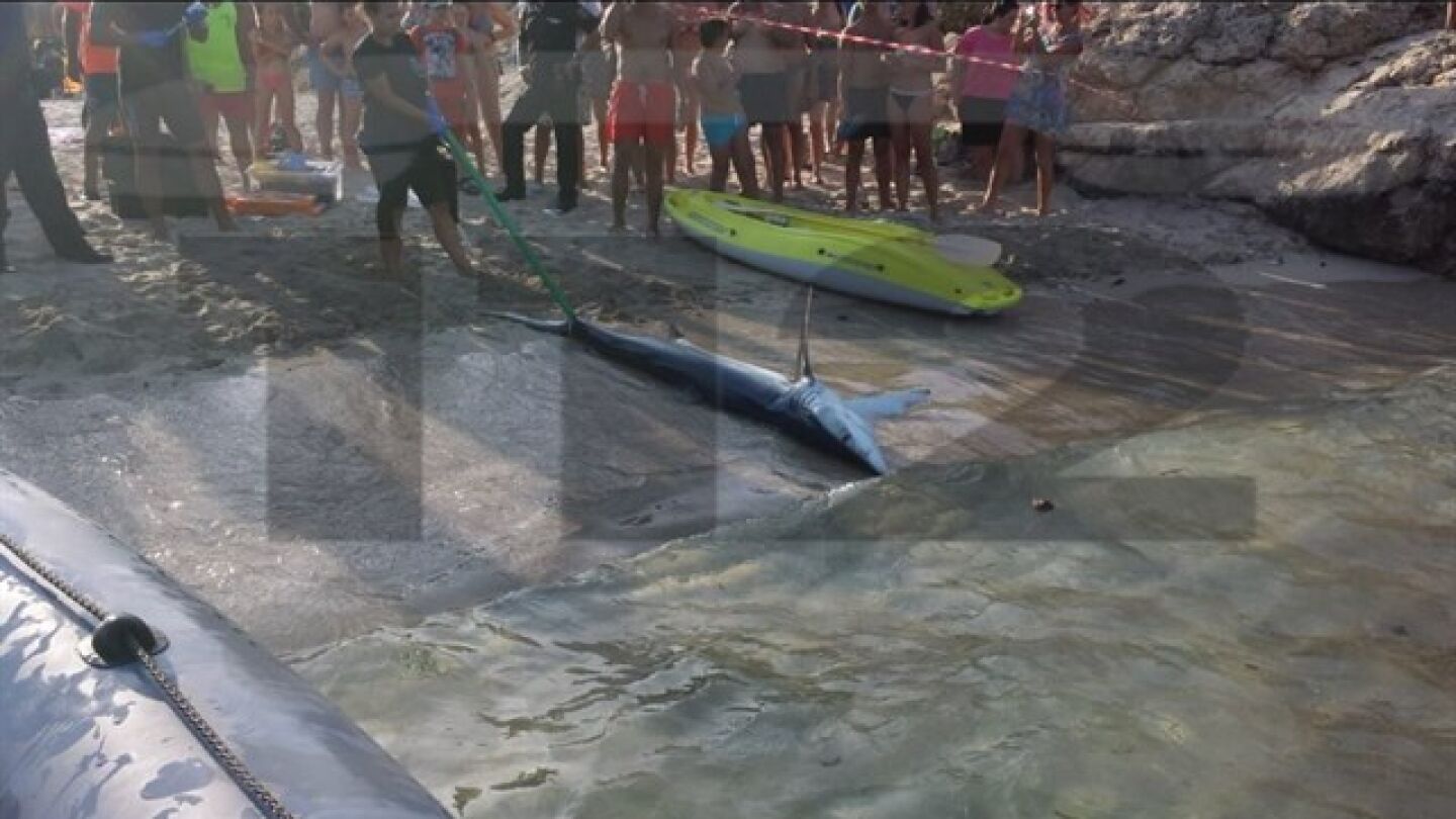 El tibur&oacute;n retirado de la playa de Mallorca