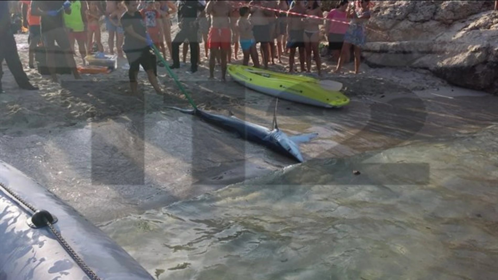 El tiburón retirado de la playa de Mallorca