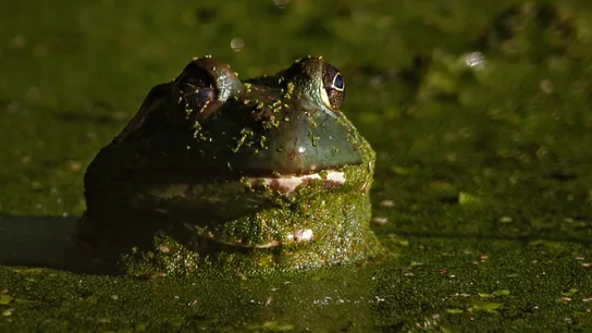 Ejemplar de rana toro Ejemplar de rana toro