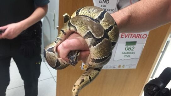 Serpiente pit&oacute;n encontrada en el ba&ntilde;o de una vivienda