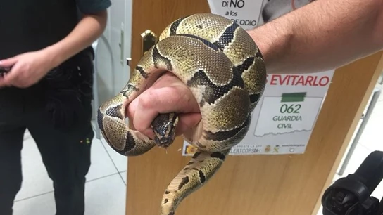 Serpiente pitón encontrada en el baño de una vivienda Serpiente pitón encontrada en el baño de una vivienda