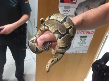 Serpiente pitón encontrada en el baño de una vivienda Serpiente pitón encontrada en el baño de una vivienda