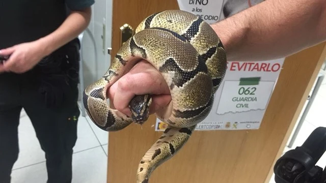 Serpiente pitón encontrada en el baño de una vivienda