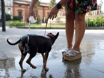 Refresca a su perro durante la ola de calor Refresca a su perro durante la ola de calor