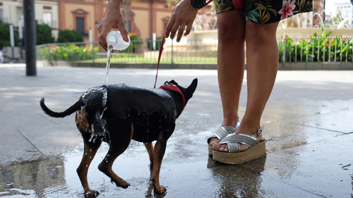 Refresca a su perro durante la ola de calor