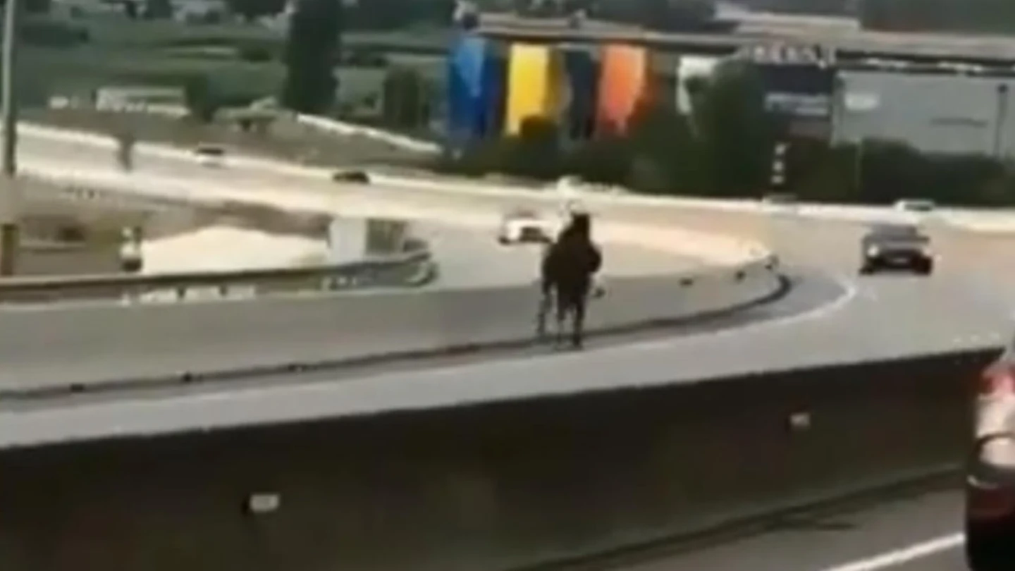 Caballo desbocado en una autovía de Barcelona Caballo desbocado en una autovía de Barcelona