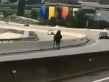 Caballo desbocado en una autovía de Barcelona Caballo desbocado en una autovía de Barcelona