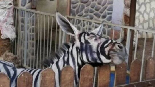 Burro pintado de cebra en un zoo de El Cairo