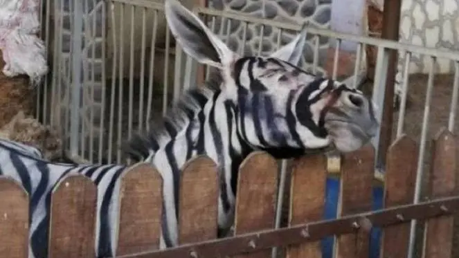 Burro pintado de cebra en un zoo de El Cairo