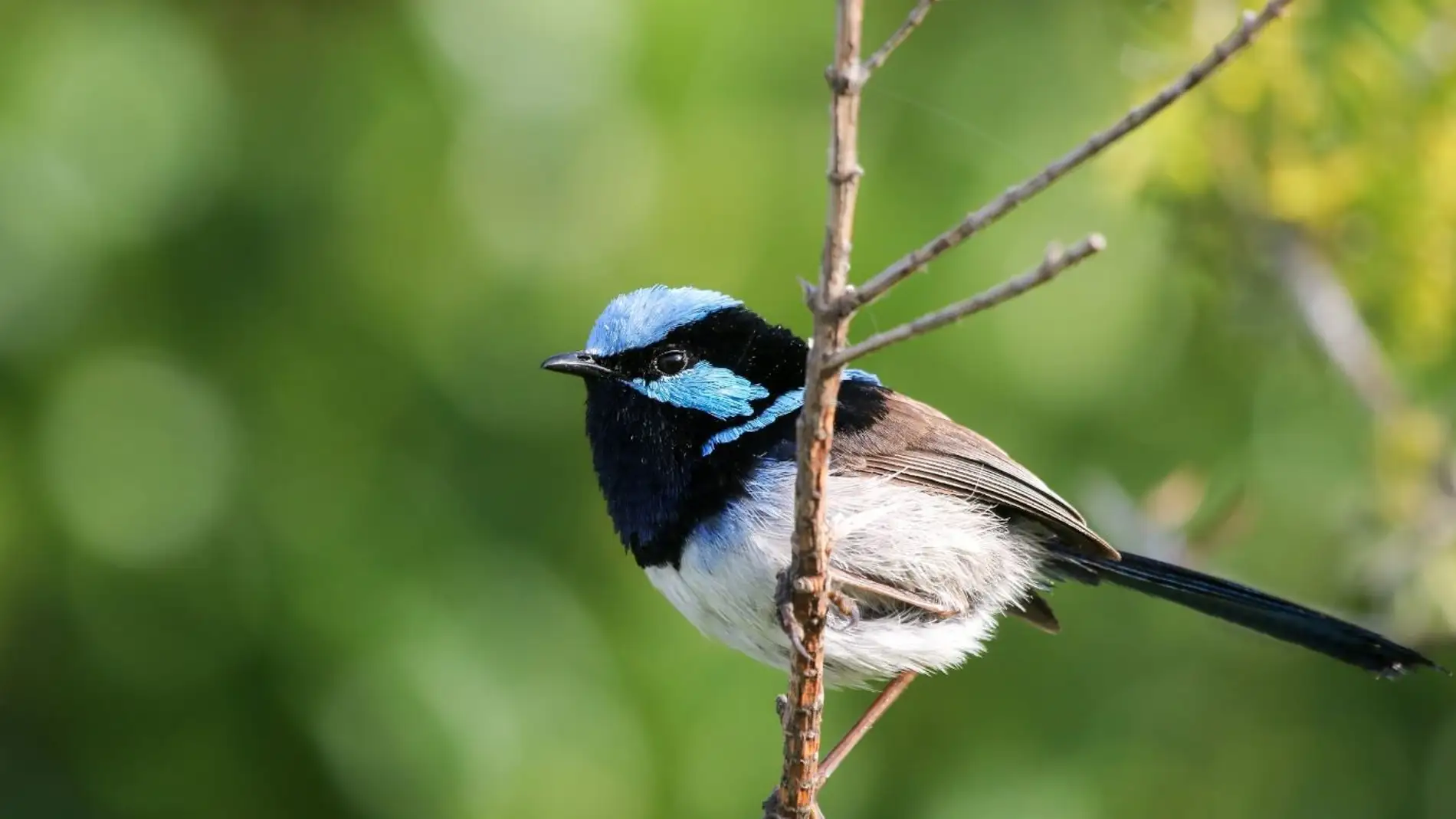 Un pajaro reconoce las llamadas de alarma de otras especies de aves