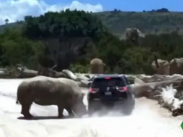 ¡Un susto de muerte! Un rinoceronte embiste el vehículo de una familia en un safari ¡Un susto de muerte! Un rinoceronte embiste el vehículo de una familia en un safari