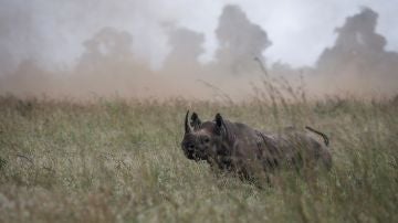 Rinoceronte Negro