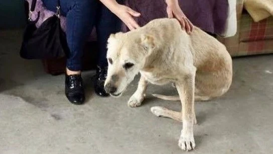 El perro 'Life' El pero 'Life'