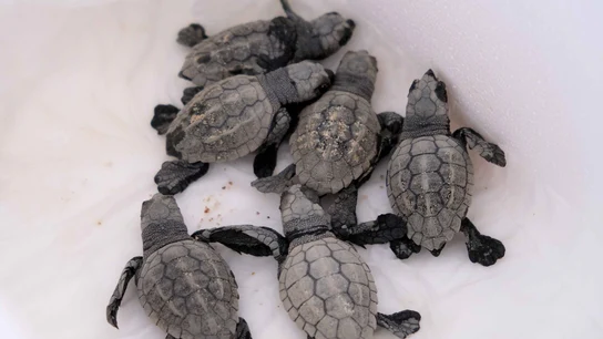 Tortugas bobas recién nacidas en la playa de Mataró Tortugas bobas recién nacidas en la playa de Mataró