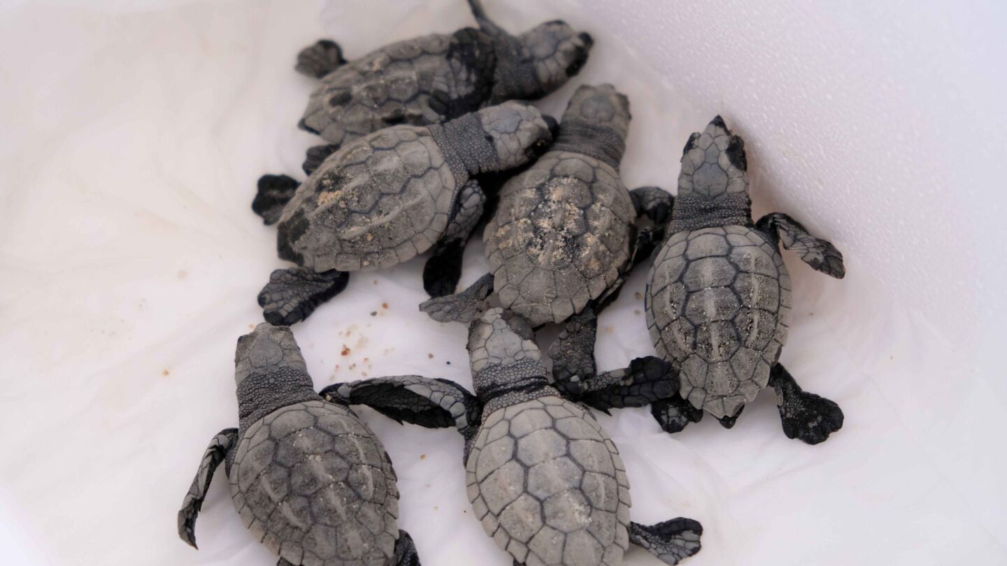 Tortugas bobas reci&eacute;n nacidas en la playa de Matar&oacute;