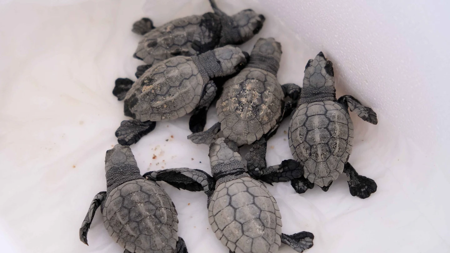 Tortugas bobas recién nacidas en la playa de Mataró Tortugas bobas recién nacidas en la playa de Mataró