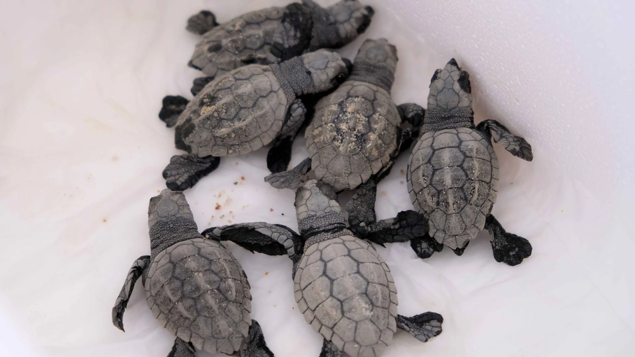 Tortugas bobas recién nacidas en la playa de Mataró