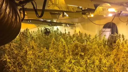 Plantación de marihuana Plantación de marihuana