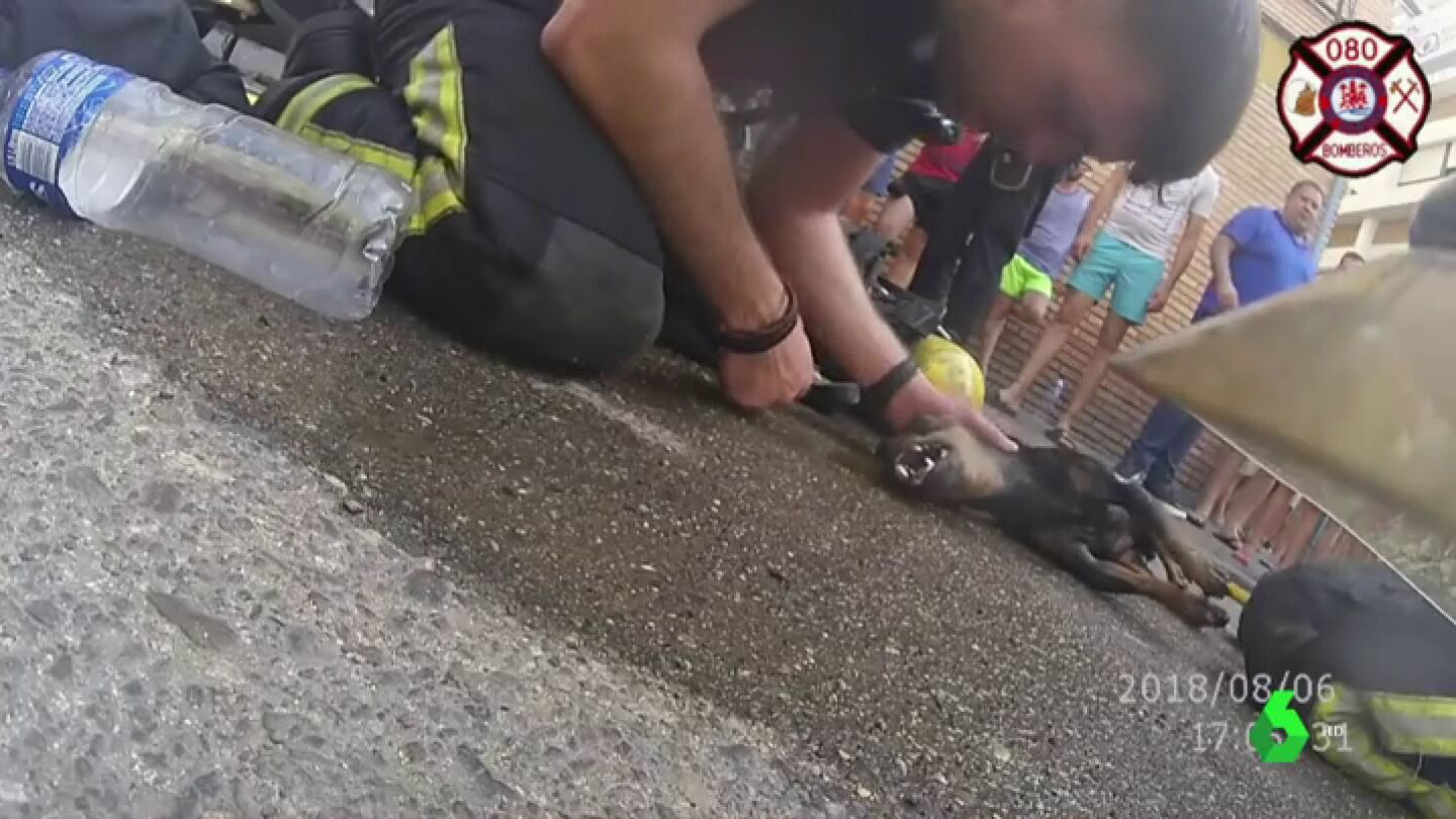 El cachorro que estaba atrapado en el incendio.
