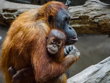 Los mejores lugares del mundo para ver orangutanes Los mejores lugares del mundo para ver orangutanes