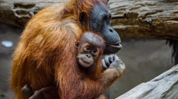 Los mejores lugares del mundo para ver orangutanes